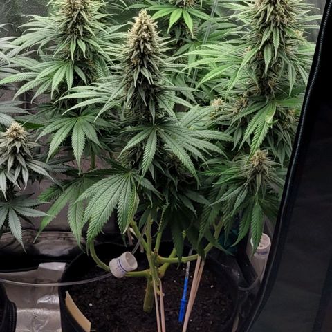 Amnesia growlog timeline photo