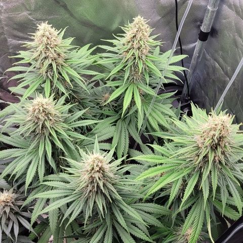 Amnesia growlog timeline photo