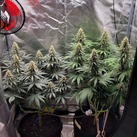 Amnesia growlog timeline photo