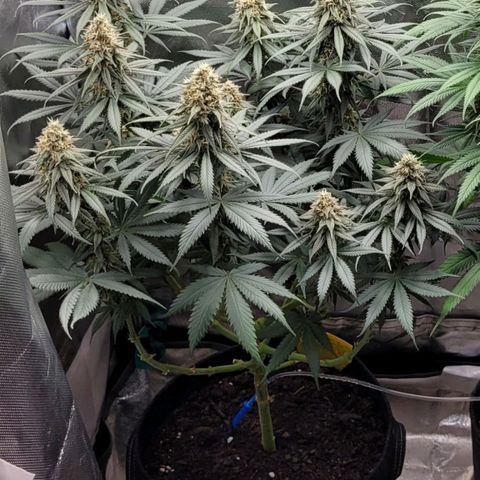 Purple Bud growlog timeline photo