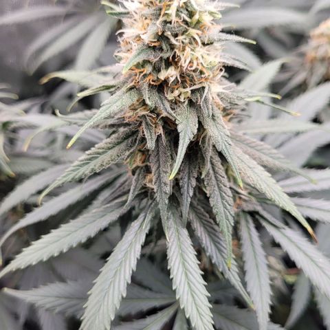 Purple Bud growlog timeline photo