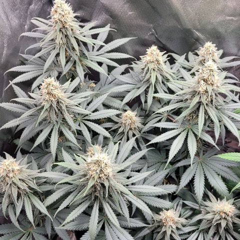 Purple Bud growlog timeline photo
