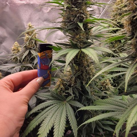 Amnesia growlog timeline photo