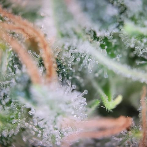 Amnesia growlog timeline photo