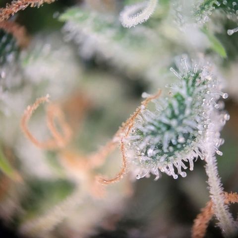 Amnesia growlog timeline photo