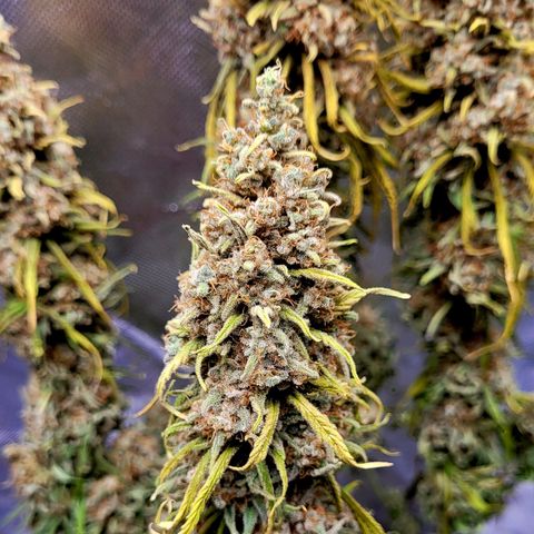 Amnesia growlog timeline photo