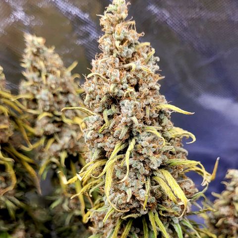 Amnesia growlog timeline photo
