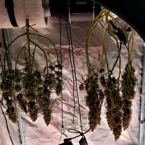 Amnesia growlog timeline photo