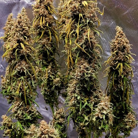 Amnesia growlog timeline photo