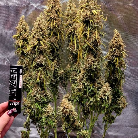 Amnesia growlog timeline photo