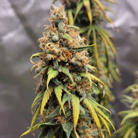 Purple Bud growlog timeline photo