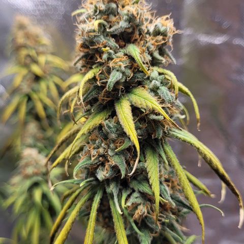 Purple Bud growlog timeline photo