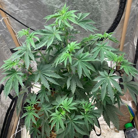 Critical Orange Punch growlog timeline photo