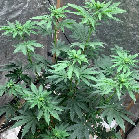 Critical Orange Punch growlog timeline photo