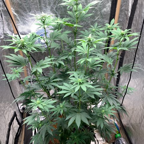 Critical Orange Punch growlog timeline photo