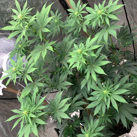 Critical Orange Punch growlog timeline photo