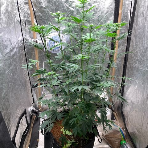 Critical Orange Punch growlog timeline photo