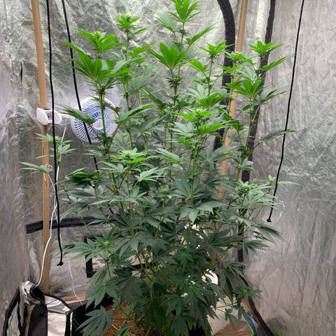 Critical Orange Punch growlog timeline photo