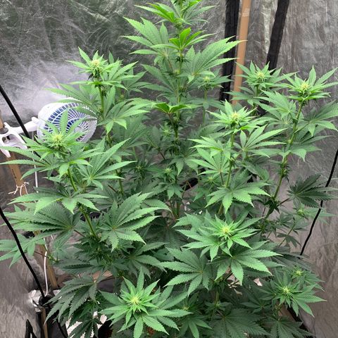 Critical Orange Punch growlog timeline photo