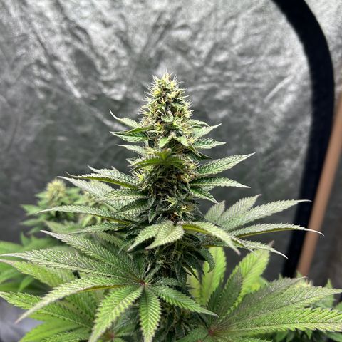 Critical Orange Punch growlog timeline photo