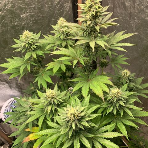 Critical Orange Punch growlog timeline photo