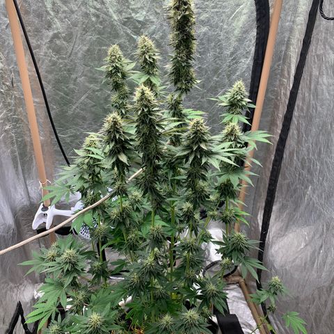 Critical Orange Punch growlog timeline photo