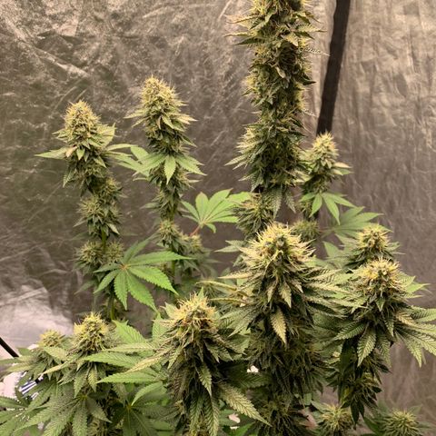 Critical Orange Punch growlog timeline photo