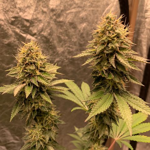 Critical Orange Punch growlog timeline photo