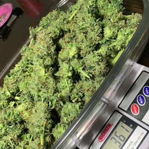 Critical Orange Punch growlog timeline photo