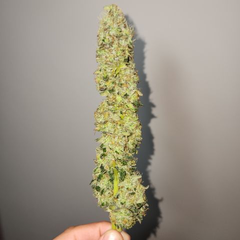 Critical Orange Punch growlog timeline photo
