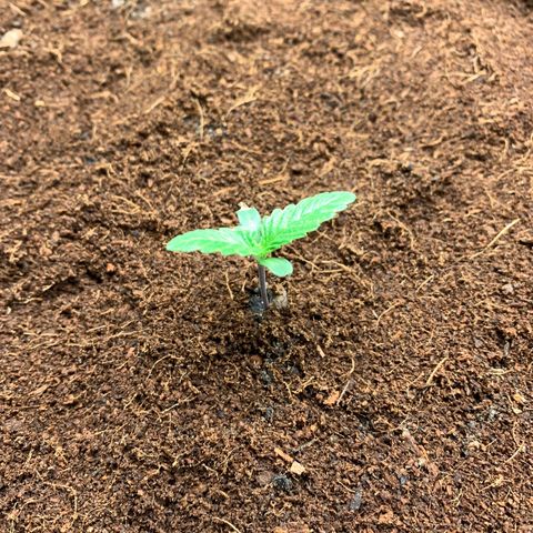 Ice Cream growlog timeline photo