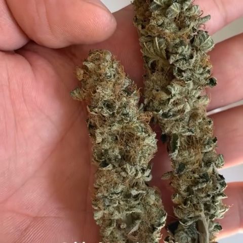 Critical Orange Punch growlog timeline photo