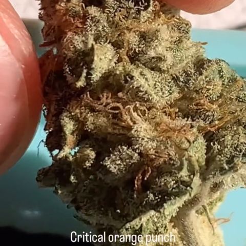 Critical Orange Punch growlog timeline photo