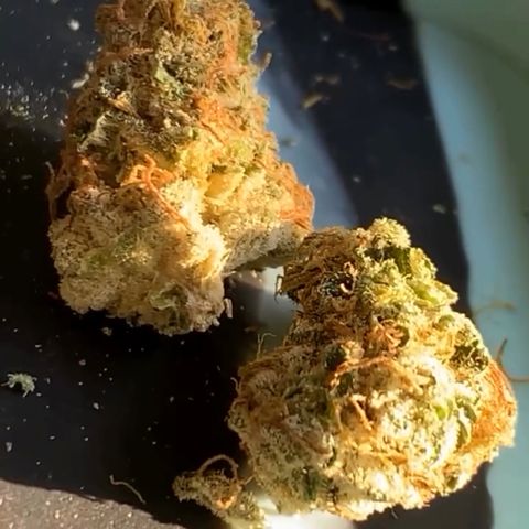 Critical Orange Punch growlog timeline photo