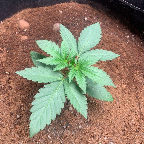Ice Cream growlog timeline photo