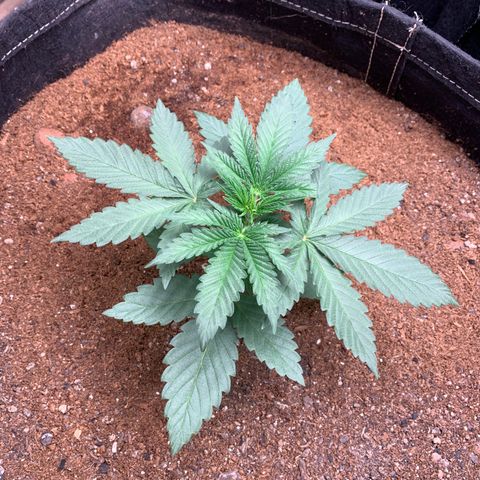 Ice Cream growlog timeline photo