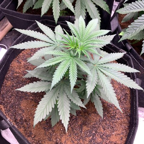 Ice Cream growlog timeline photo