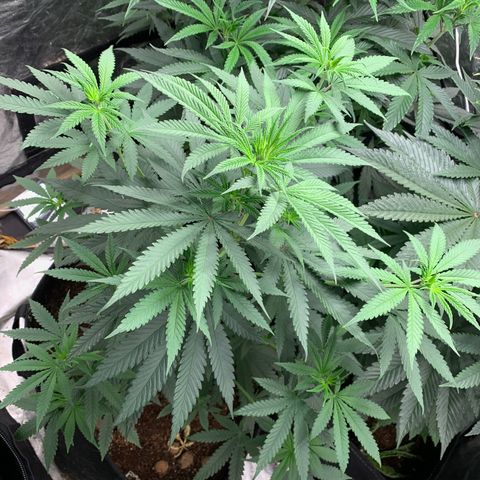 Ice Cream growlog timeline photo