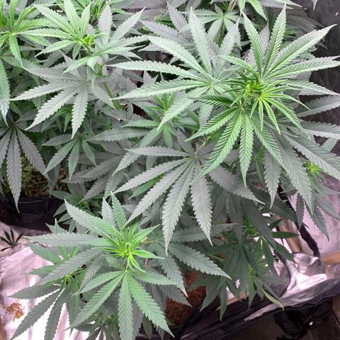 Ice Cream growlog timeline photo
