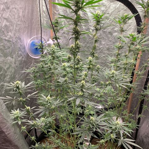 Ice Cream growlog timeline photo