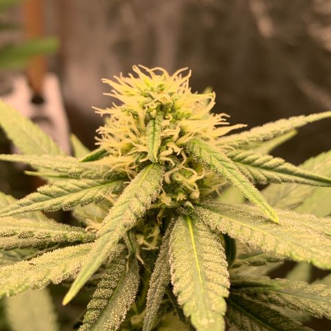 Ice Cream growlog timeline photo