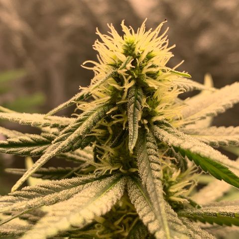 Ice Cream growlog timeline photo