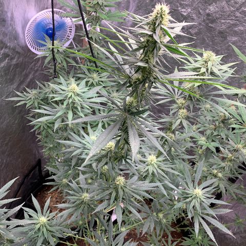 Ice Cream growlog timeline photo