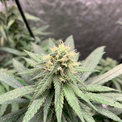 Ice Cream growlog timeline photo