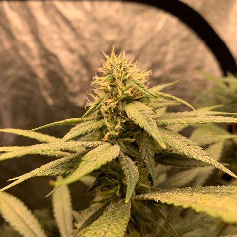 Ice Cream growlog timeline photo