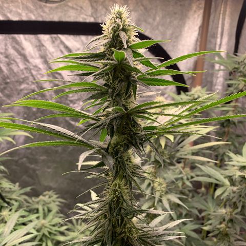 Ice Cream growlog timeline photo