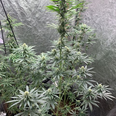 Ice Cream growlog timeline photo