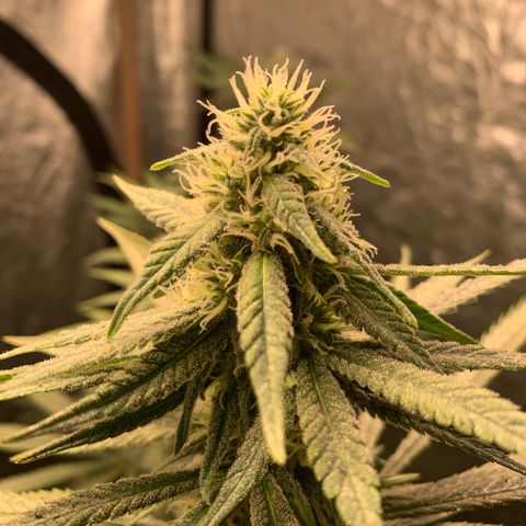 Ice Cream growlog timeline photo