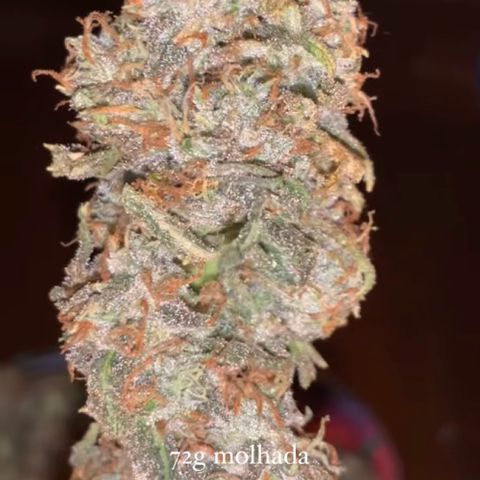 Ice Cream growlog timeline photo
