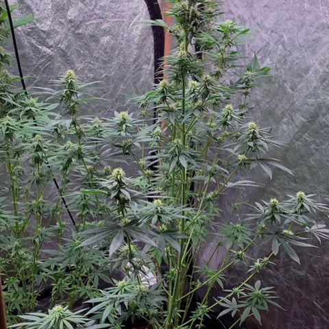 Ice Cream growlog timeline photo